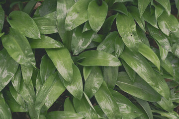 Allium ursinum, Background of wild garlic leaves, green leaves background,