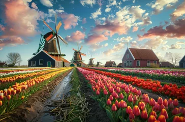 Foto op Canvas A colorful tulip field with windmills in the background  © Cetin