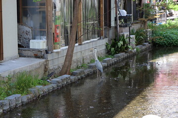  A scene of Japanese rivers : Takase-gawa Stream in Kyoto 日本の川景色：京都の高瀬川
