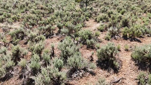 Aerial-Top down low over sagebrush flat with gimbal up to view distant valley, snow capped mountains and blue sky dotted with fluffy white clouds while passing close by lone juniper tree.