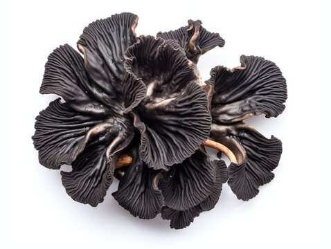 Black Fungus, Tree Ear or Wood Ear Mushroom Isolated on White Background, Auricularia Polytricha