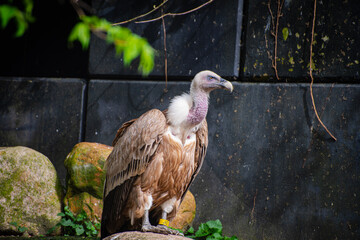 Eagle is waiting for his food in the zoo