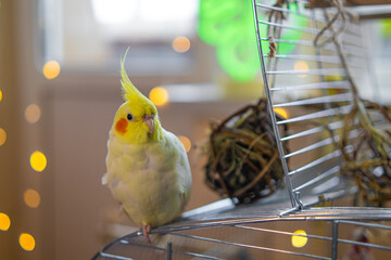 Yellow cockatiel parrot.Cute cockatiel.Home pet parrot.The best cockatiel.Beautiful photo of a...
