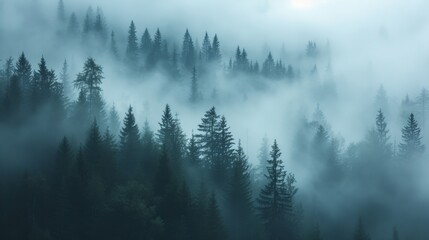 Misty coniferous forest at dusk - obrazy, fototapety, plakaty