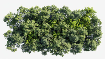 aerial view of woods, isolated, transparent