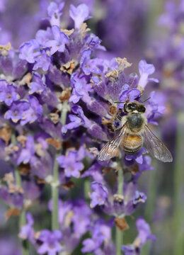 bee sips nectar from a lavender flower in a lavender field