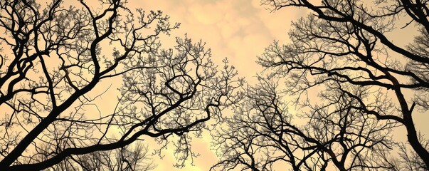 Bare tree branches against a twilight sky