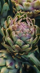 Close-up of artichokes in natural light