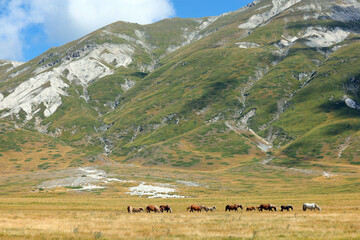 wild horses galloping across the prairie including foals and mountains in background