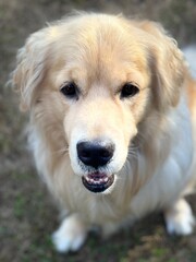 golden retriever portrait