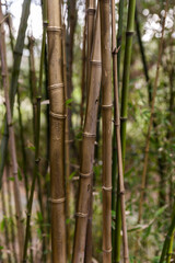 bamboo forest background