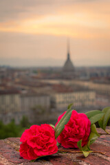 Carnations for a birthday in front of the Turin cityscape and the Mole Antonelliana.