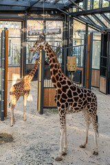 giraffe in the zoo