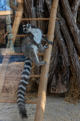 sitting lemur in zoo