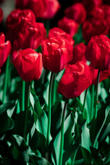 Red Tulips fields in the Villa Taranto gardens at Lake Maggiore, Italy