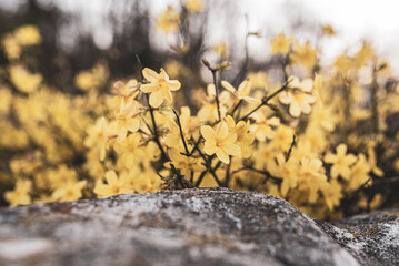 Blooming in Vienna 