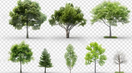 Fototapeta premium tree isolated on white