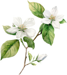 Ramadan Jasmine flower ,transparent background