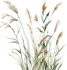 Obraz premium A bunch of tall grasses with some brown tips ,transparent background