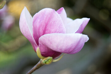 pink flower of magnolia 