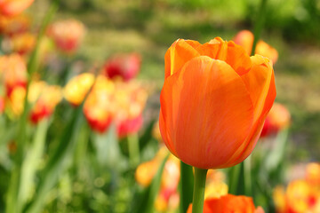 Orange tulip flower symbol of Netherlands and Dutch cities in general