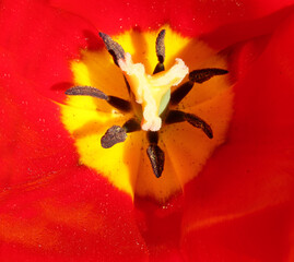 Close-up photograph of tulip flower detail with stamens pistil and colorful petals to attract...