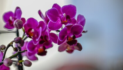 Naklejka na ściany i meble High resolution Isolated close up macro image of a beautiful blooming orchid flower- Israel 