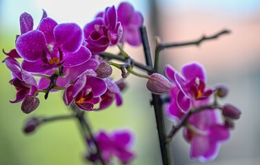 High resolution Isolated close up macro image of a beautiful blooming orchid flower- Israel 