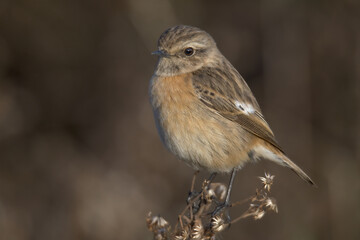 Fototapeta premium Saxicola torquatus wild bird wildlife cute 