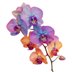Purple and orange orchids in vase on Transparent Background