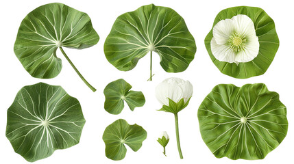 Mayapple digital art 3D illustration, top view, isolated on transparent background. Vibrant green botanical foliage, perfect for spring, nature-themed designs. 