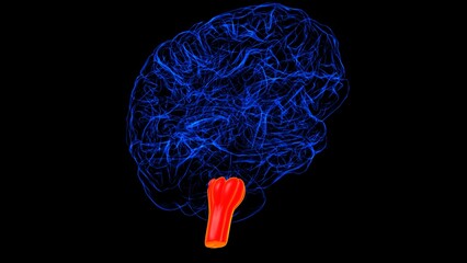Brain Medulla oblongata Anatomy For Medical Concept 3D rendering