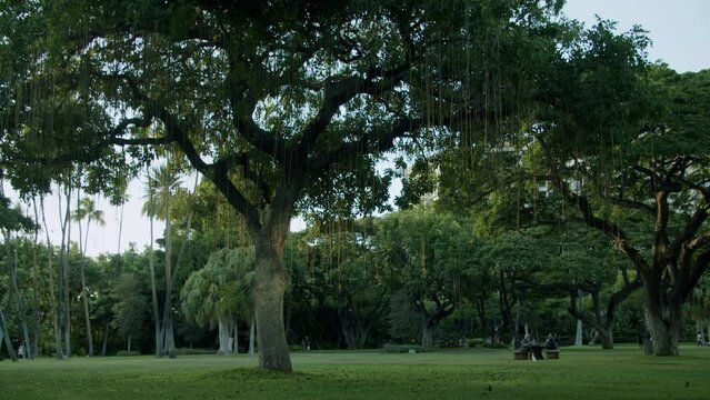 Beautiful view of a park with big leafy trees against the sky at sunset time