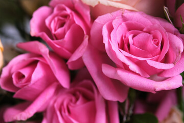 Bouquet of pink roses, close-up, selective focus.