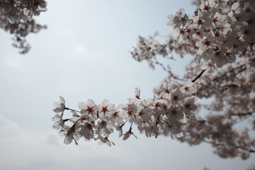 cherry blossom in spring