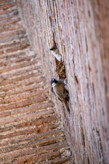 birds in old brick wall