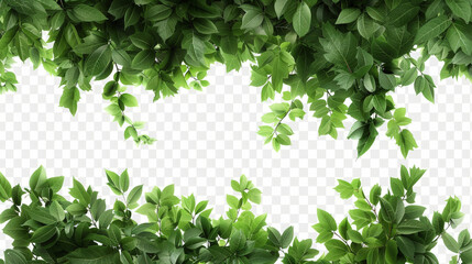 Obraz premium green leaves background on transparent background