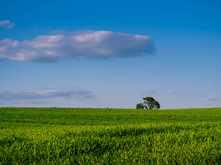samotne drzewo na zielonej łące na tle błękitnego nieba z chmurami