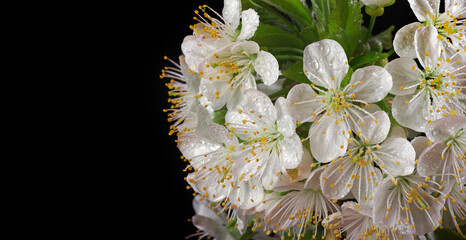 sakura flowers in dew drops isolated on black. close up. copy space
