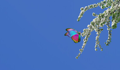 bright tropical morpho butterfly on the branches of blooming sakura against the blue sky. cherry blossom branches and butterfly. copy space