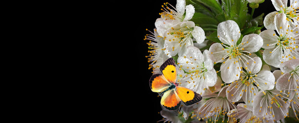 bright orange butterfly on sakura flowers in dew drops isolated on black. copy space