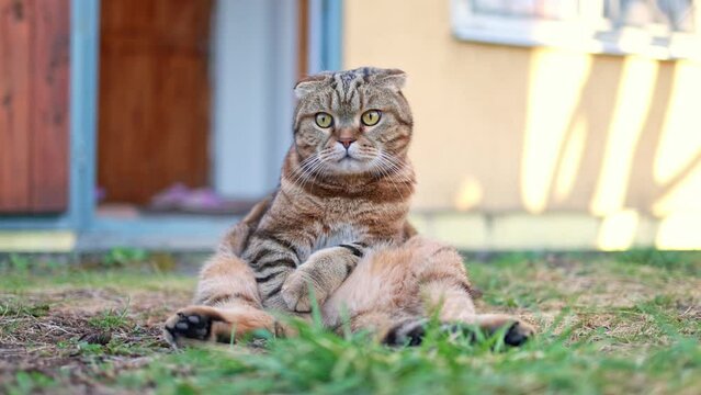 Funny cat resting in the garden.
