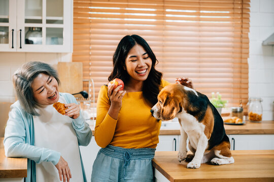 At home in the kitchen, a young Asian woman, her mother, and their beagle dog share a moment of happiness and playfulness. This image beautifully portrays the concept of family and pet companionship.