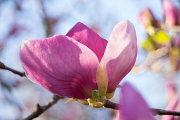 Pink magnolia flower on the blue background 