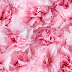 Pink Carnation Petals Pattern, Flower Flakes Texture Background Closeup, Rose Petal Wallpaper