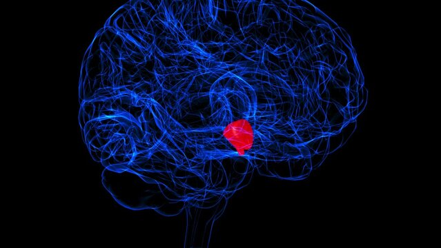 Brain Hypothalamus Anatomy For Medical Concept 3D rendering