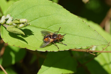 Tachina fera, or Tachina magnicornis (very similar) on the shrub Deutzia. Subfamily Tachininae, tribe Tachinini, family Tachinidae. Spring, April, Netherlands