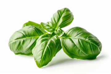 Fototapeta premium Basil leaves on white background