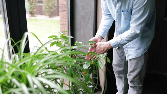 cleaning home plant leaves wearing apron, joy of plant care creating a nature-inspired environment and promoting the importance of plant care.