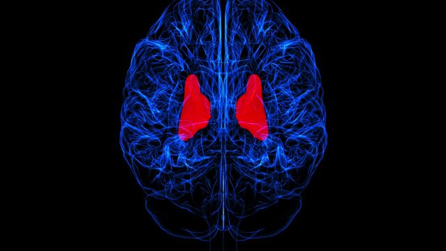 Brain internal capsule Anatomy For Medical Concept 3D rendering